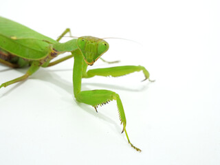 鎌状の脚を持つハラビロカマキリ