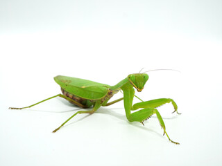 斜めを向いたハラビロカマキリ