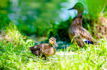 A little duckling is sitting on the grass
