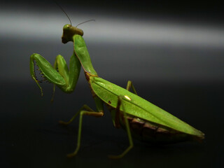 斜め後ろから見たハラビロカマキリ