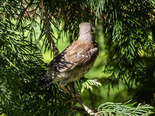 Close-up shot of a juvenile fieldfare chick (Turdus pilaris), that has left the nest and sitting on tree bramch. Young bird in bright sunlight