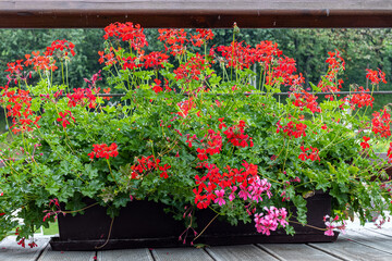 Fototapeta na wymiar Red geranium flowering