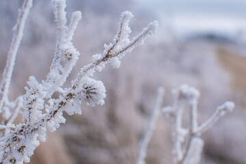 winter
