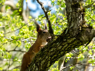 Close-up shot of the Red Squirrel (Sciurus vulgaris) with summer orange and brown coat sitting on the tree branch and holding a wallnut in paws in sunlight