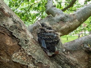 Close-up shot of a small fieldfare chick (Turdus pilaris), that has left the nest and sitting on a tree branch. Chick sits and waits for food from its parents