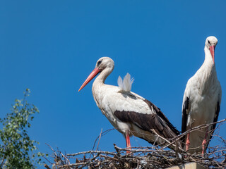 Couple of the white storks (Ciconia ciconia) standing in nest on roof of a building with blue sky in background. Large birds with white and black plumage on wings, long pointed red beak