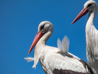 Couple of the white storks (Ciconia ciconia) standing in nest on roof of a building with blue sky...