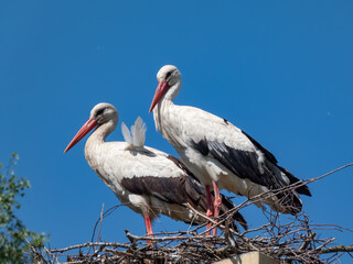 Fototapeta premium Couple of the white storks (Ciconia ciconia) standing in nest on roof of a building with blue sky in background. Large birds with white and black plumage on wings, long pointed red beak