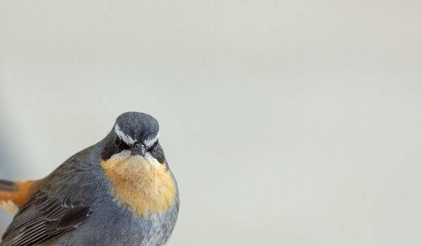 Close up of the head of a cape robin-chat with greyy copyspace taken in the Ceberberg Mountain in South Africa, view frontal