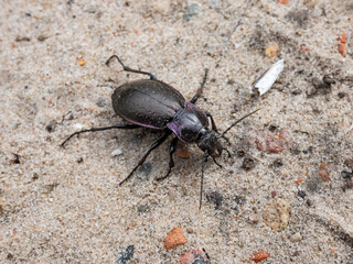 Macro shot of the Bronze ground beetle or bronze carabid (Carabus nemoralis) - a large, black ground beetle with coppery sheen and edges of its elytra iridescent purple