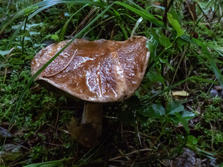Close-up shot of the cep, penny bun, porcino or porcini mushroom (boletus edulis) growing in the forest surrounded with green moss