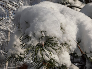 Close-up shot of the tree branches with green needles covered with large amounts of snow in a sunny winter day