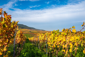 buntes laub im weinberg