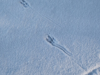 Close-up of a perfect footprints of roe deer (Capreolus capreolus) on the ground covered with soft snow in winter