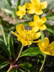 Fototapeta na wymiar Macro of single flower Yellow anemone, yellow wood anemone, or buttercup anemone (Anemone ranunculoides) blooming in spring