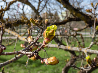 Norway Maple (Acer platanoides) 'Dissectum' emerging small, green flowers and leaves in early spring
