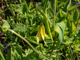 The perfoliate bellwort (Uvularia perfoliata) growing in the garden and producing pale yellow flowers with long tepals