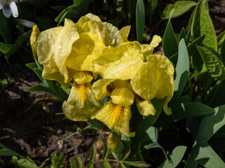 Pygmy iris or dwarf iris (Pumila Hybrida) Excelsa blooming with light primrose yellow bitone and yellow beards in summer