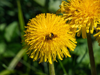 Macro shot of a single bee covered with yellow pollen on a yellow dandellion flower (Lion's tooth)...