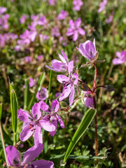 Macro shot of the bright pink flower - the common stork's-bill, redstem filaree, redstem stork's bill or pinweed (Erodium cicutarium) bloomin in summer