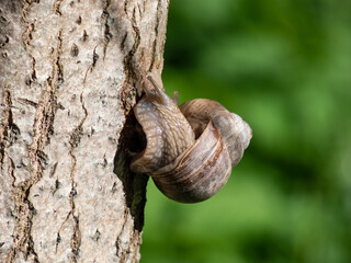 Roman snail or Burgundy snail (Helix pomatia) with light brownish shell on the tree. One of Europe's biggest species of land snail