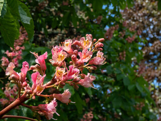 Red horse-chestnut (Aesculus x carnea) blooming with red, showy flowers borne in plumes on branch ends in springtime