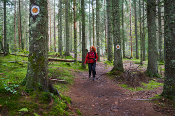 Obraz premium Nature photographer hiking in the pine forest on the mountain
