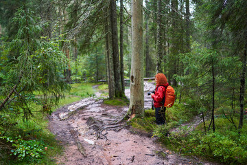 Fototapeta premium Nature photographer hiking in the pine forest on the mountain