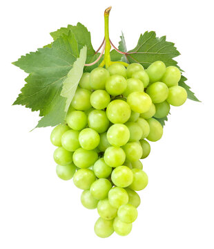 Bunch of Green Grape with leaves isolated on white background, Sweet Green  Grape on a branch on white PNG File.