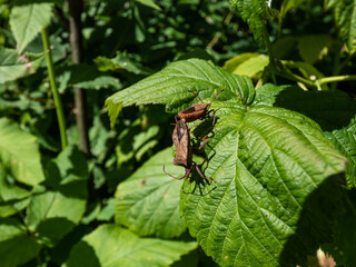 Close-up shot of a the dock bugs (true bug) (Coreus marginatus)  - medium-sized speckled brown in a group with mating behaviour on a green leaf