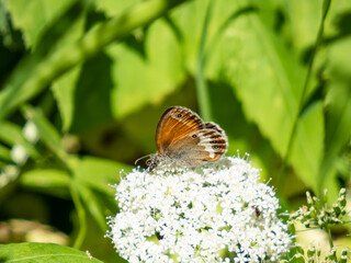 Close-up shot of the Pearly heath (Coenonympha arcania). Forewing reddish yellow with black margin, hindwing dark brown with white band and row of ocelli
