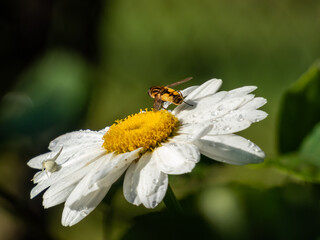 Obraz premium Macro of adult female of the crab spider, goldenrod crab spider or flower spider (Misumena vatia) hunting its prey on a white daisy flower