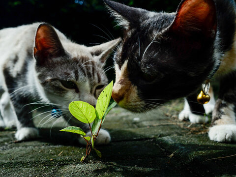 Two cats smell something to plants.