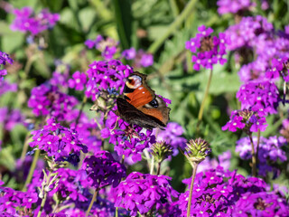Close-up of beautiful colourful butterfly - European peacock butterfly (Aglais io) on purple flower with blurred green background