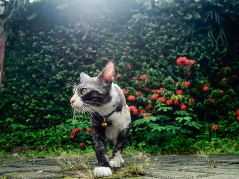 a cat walking to catch something.