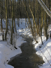 Non-freezing stream in the winter forest.
