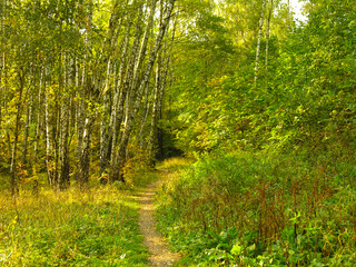 Path in the autumn forest