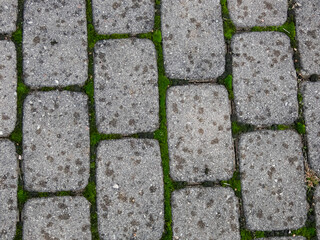 Close-up view of pavement with green moss between all bricks. Geometrical pattern outdoors in nature and city