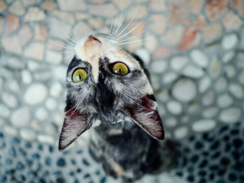 Cat eyes. See the cat from above.