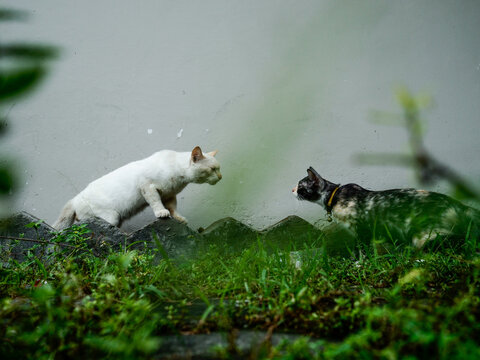 Two cats face to face.
