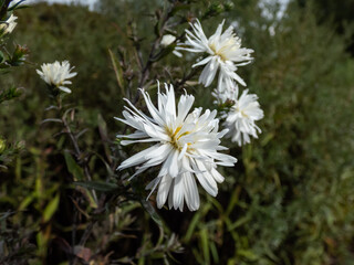 Obraz premium Close-up shot of the Michaelmas daisy or New York Aster (Aster novi-belgii or Symphyotrichum novi-belgii) 'Belosnezka' blooming with white flowers