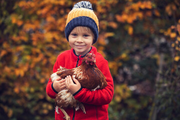 Cute preschool child, blond boy, holding hen chicken in a garden