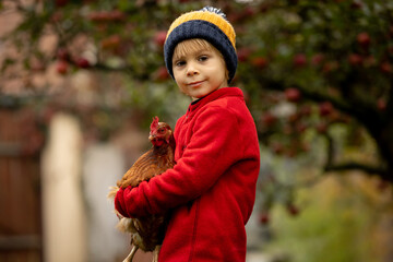 Cute preschool child, blond boy, holding hen chicken in a garden