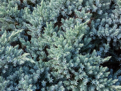 Dwarf evergreen shrub  - Flaky juniper or singleseed juniper (juniperus squamata )'Blue star' with dense, sparkling silver-blue foliage growing in a rock garden in autumn