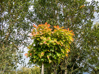 Dwarf pin oak (Quercus palustris) 'Green Dwarf' growing in a park with thick, compact crown that...