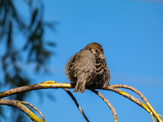 Beautiful close-up shot of female House Sparrow (Passer domesticus) with fluffy plumage sitting on a tree branch with sky background
