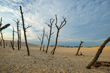 dead trees at the wandering dune Wydma Łącka at the Baltic Sea, Poland