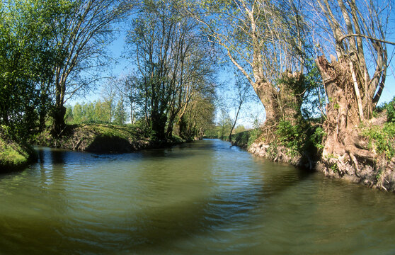 85; France; Fr&ecirc;ne; Fr&ecirc;ne t&ecirc;tard; Marais Poitevin; Parc naturel r&eacute;gional du Marais poitevin; Paysage; Vend&eacute;e; arbre; botanique; eau; fraximus; marais; nature; v&eacute;g&eacute;tal; zone humide; 