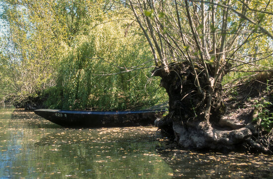 85; France; Fr&ecirc;ne; Fr&ecirc;ne t&ecirc;tard; Marais Poitevin; Parc naturel r&eacute;gional du Marais poitevin; Paysage; Vend&eacute;e; arbre; botanique; eau; fraximus; marais; nature; v&eacute;g&eacute;tal; zone humide; 
