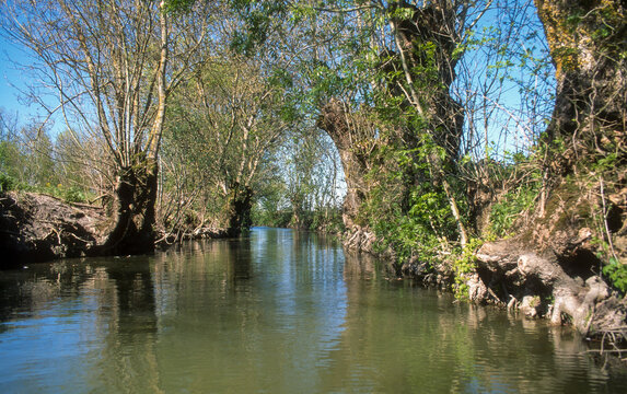 85; France; Fr&ecirc;ne; Fr&ecirc;ne t&ecirc;tard; Marais Poitevin; Parc naturel r&eacute;gional du Marais poitevin; Paysage; Vend&eacute;e; arbre; botanique; eau; fraximus; marais; nature; v&eacute;g&eacute;tal; zone humide; 